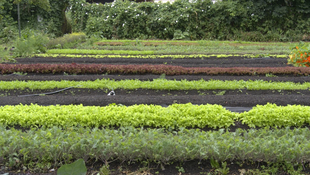 greens